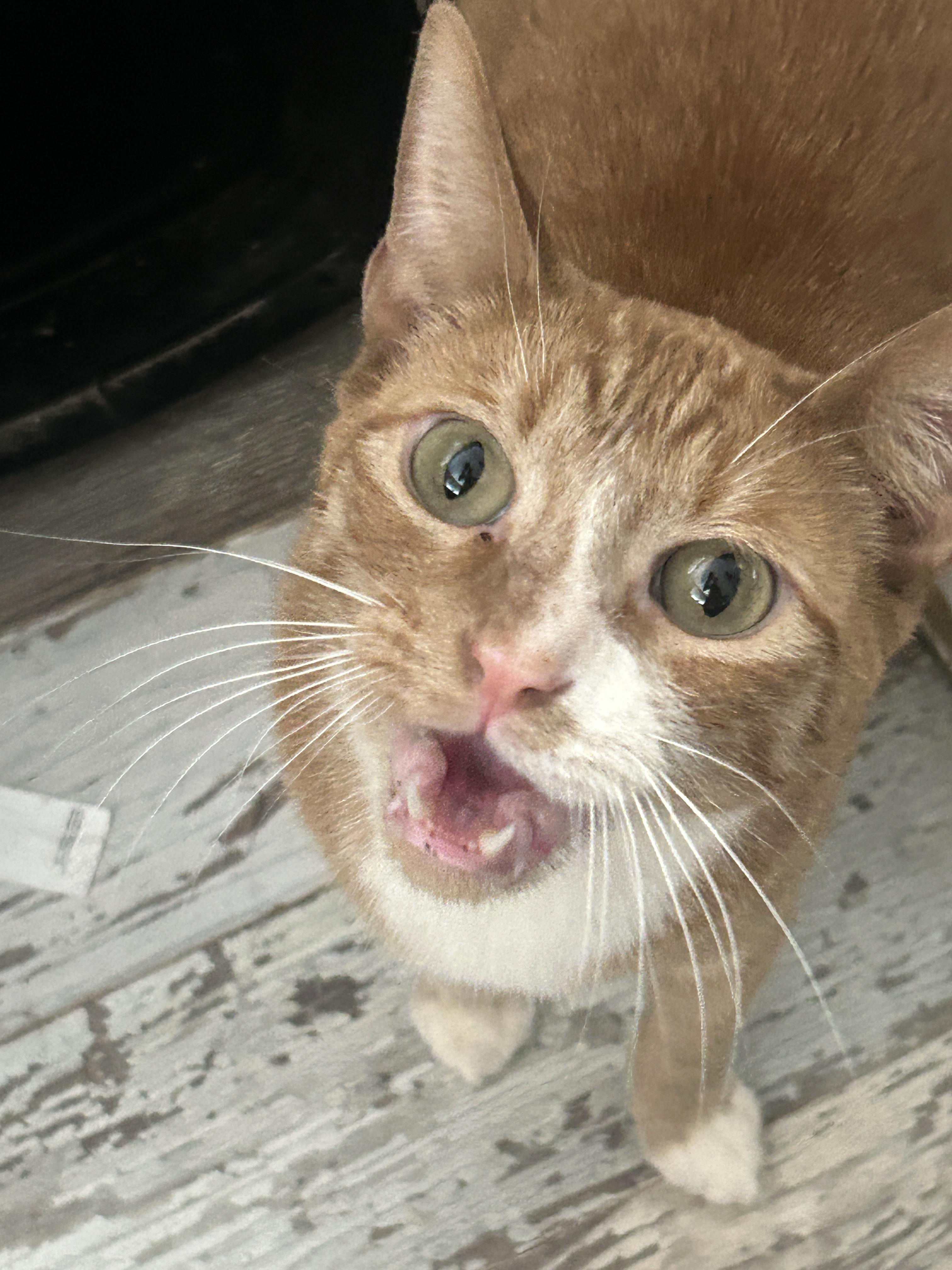 Theo and Millie, Adoptable, Adult Male Domestic Short Hair & Calico.