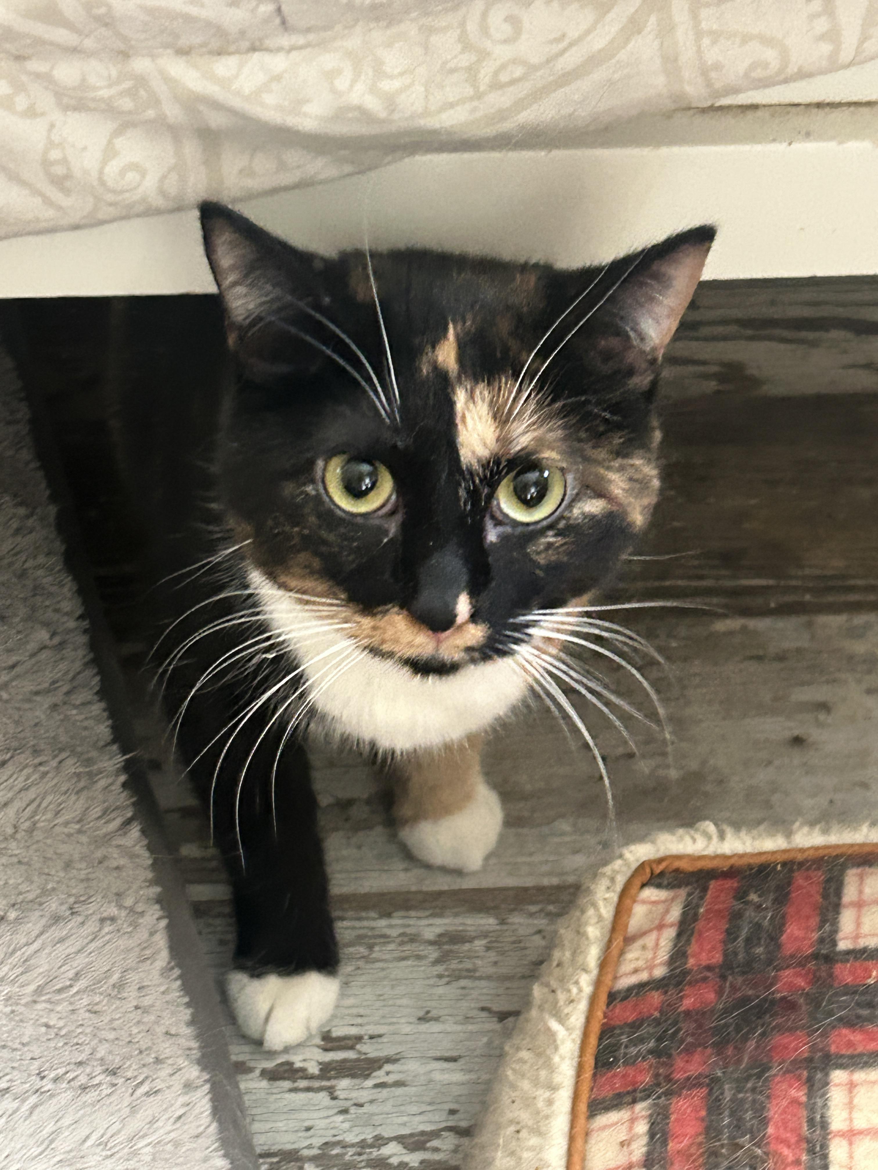 Theo and Millie, an adoptable Domestic Short Hair, Calico in Vernal, UT, 84078 | Photo Image 2