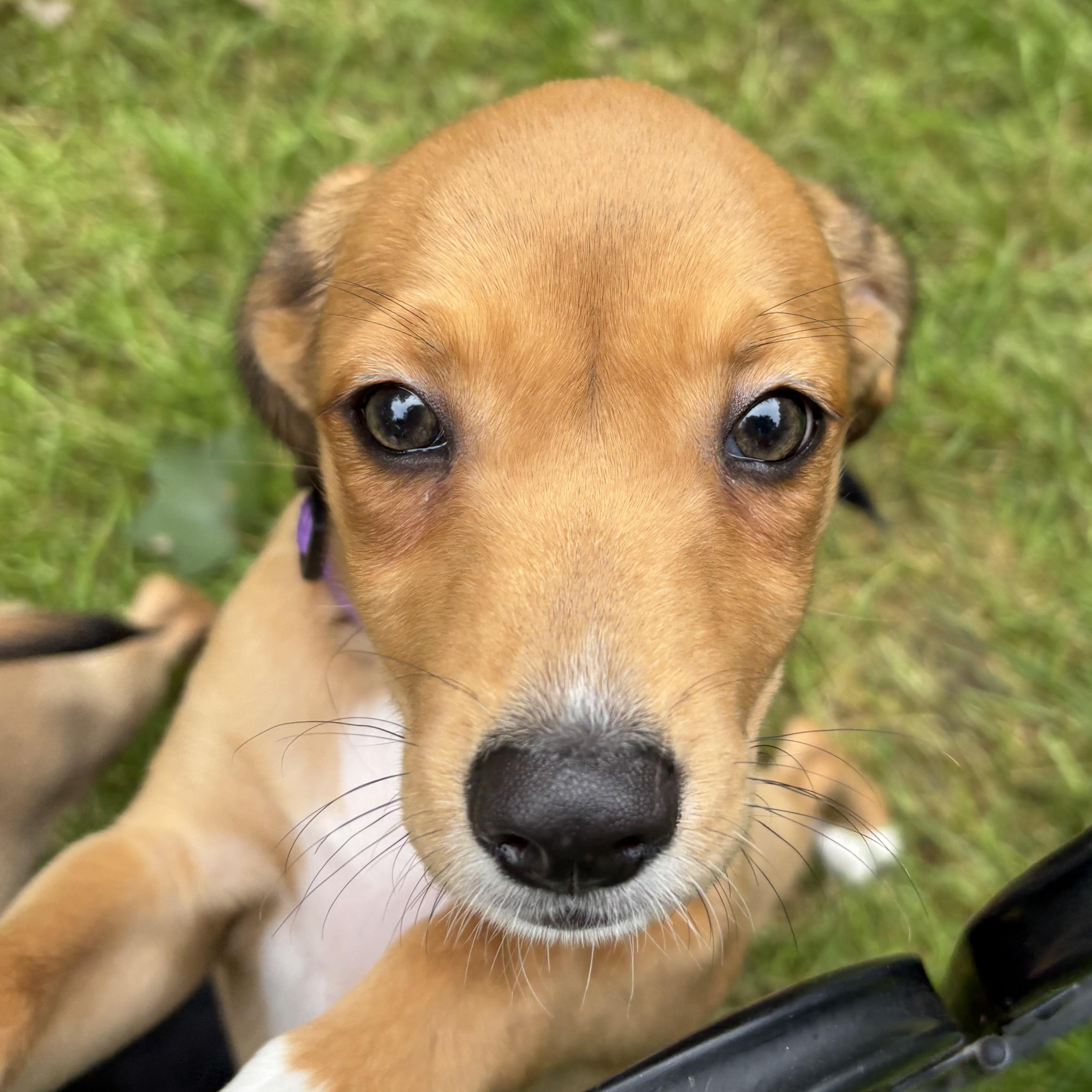Enlarge Aspen, a Adoptable mixed breed in Toledo, OH image 5/6