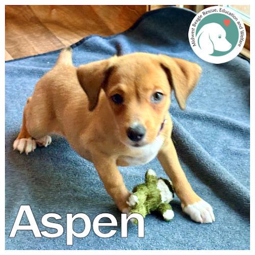 Enlarge Aspen, a Adoptable mixed breed in Toledo, OH image 1/6