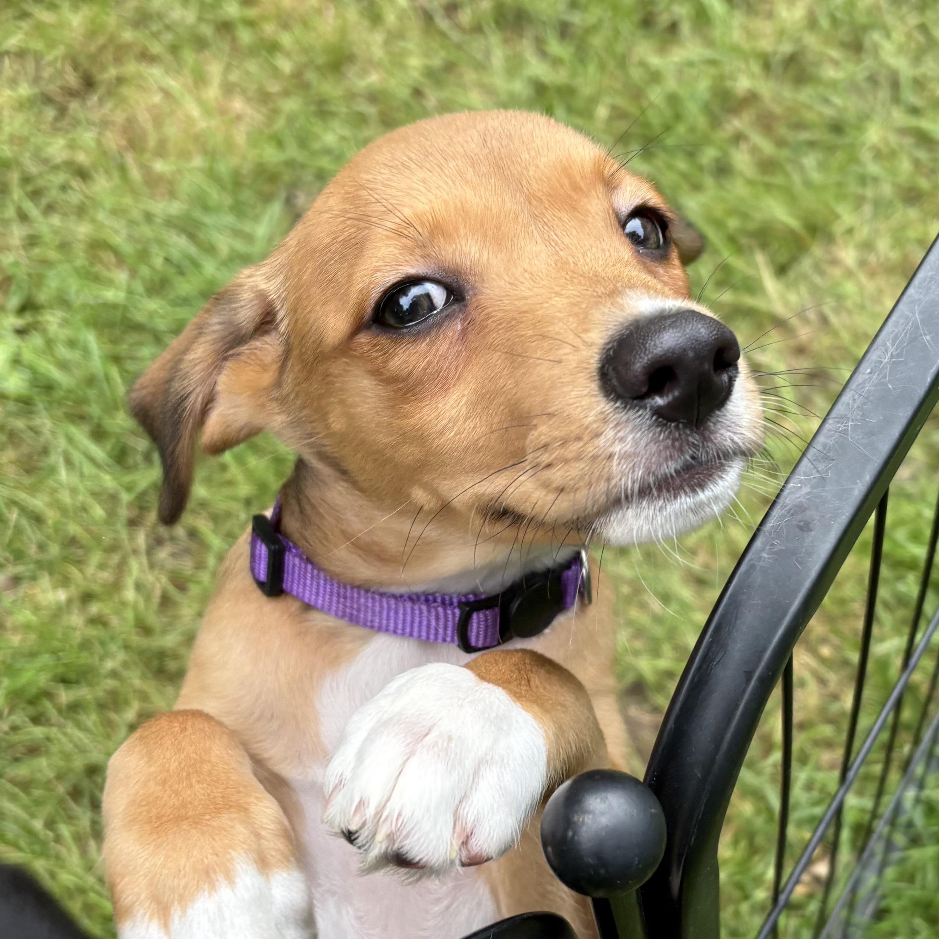 Enlarge Aspen, a Adoptable mixed breed in Toledo, OH image 4/6
