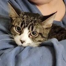 Sherlock, a Adoptable mixed breed in Hawley, PA image 6/6