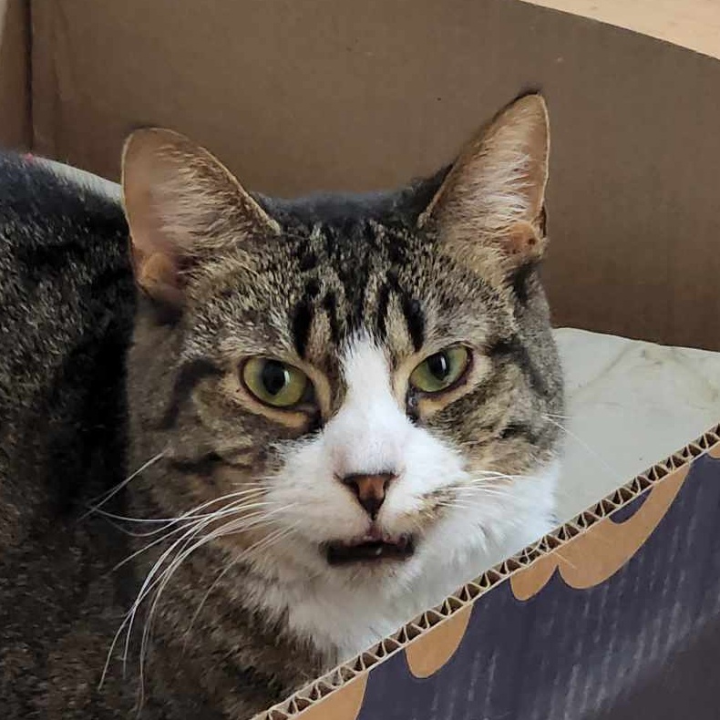 Sherlock, Adoptable, Young Male Domestic Short Hair & Tabby.