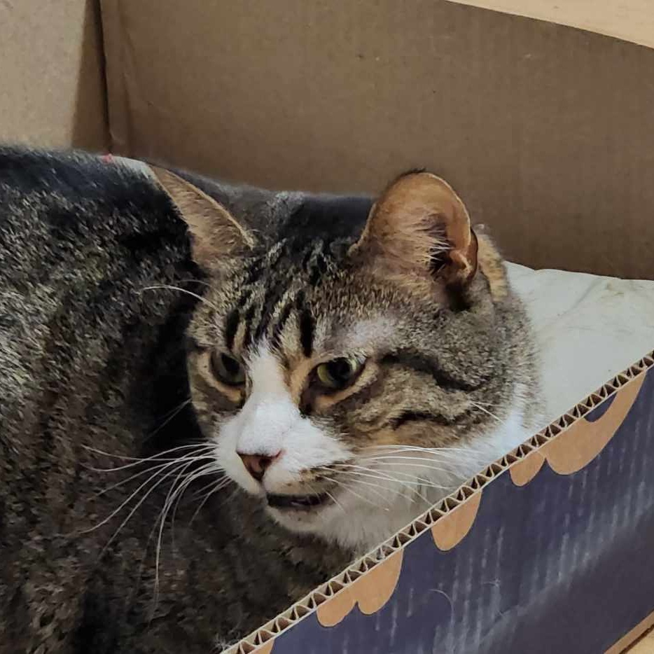 Sherlock, a Adoptable mixed breed in Hawley, PA image 5/6