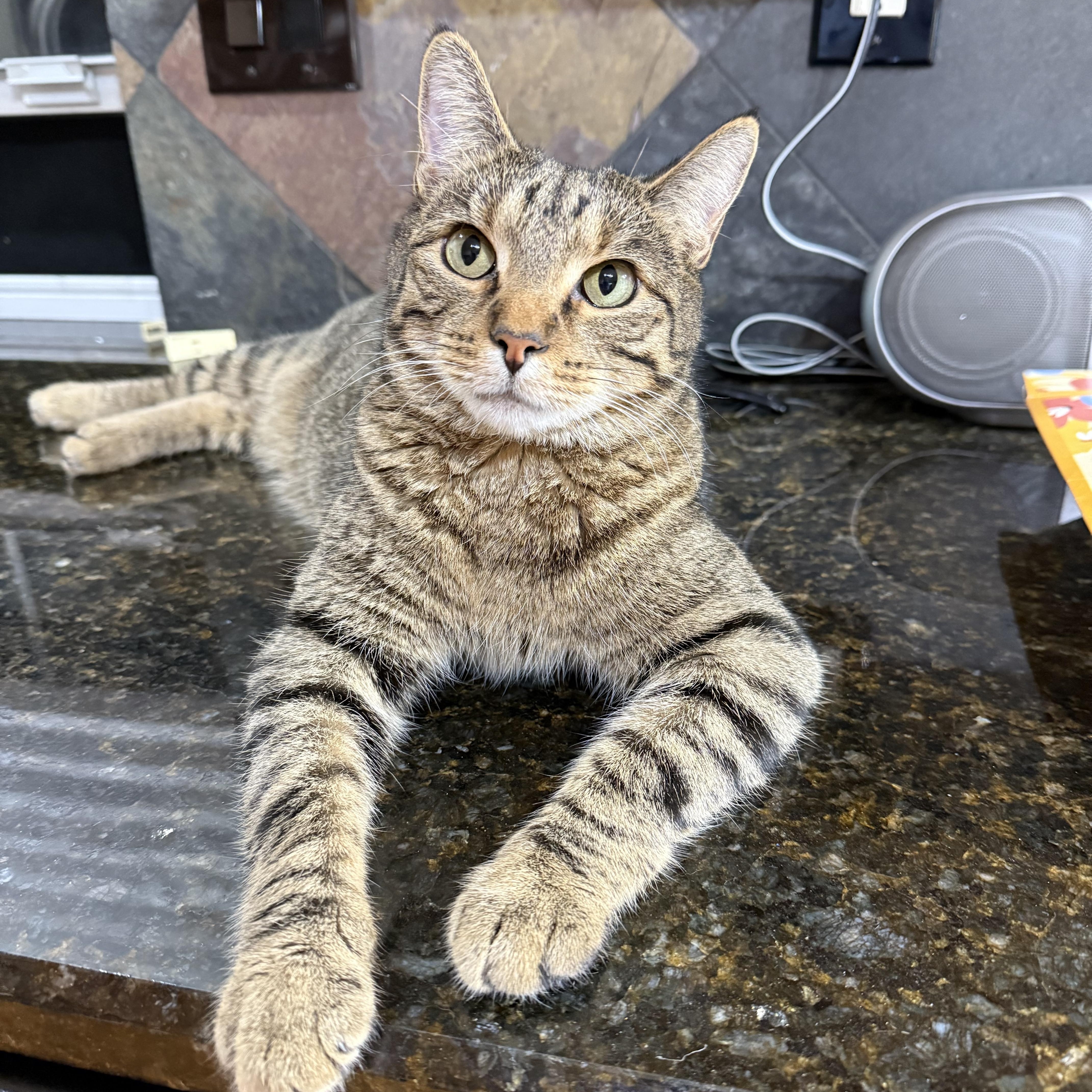 Bandit, a Adoptable Domestic Short Hair in Denver, CO image 1/5