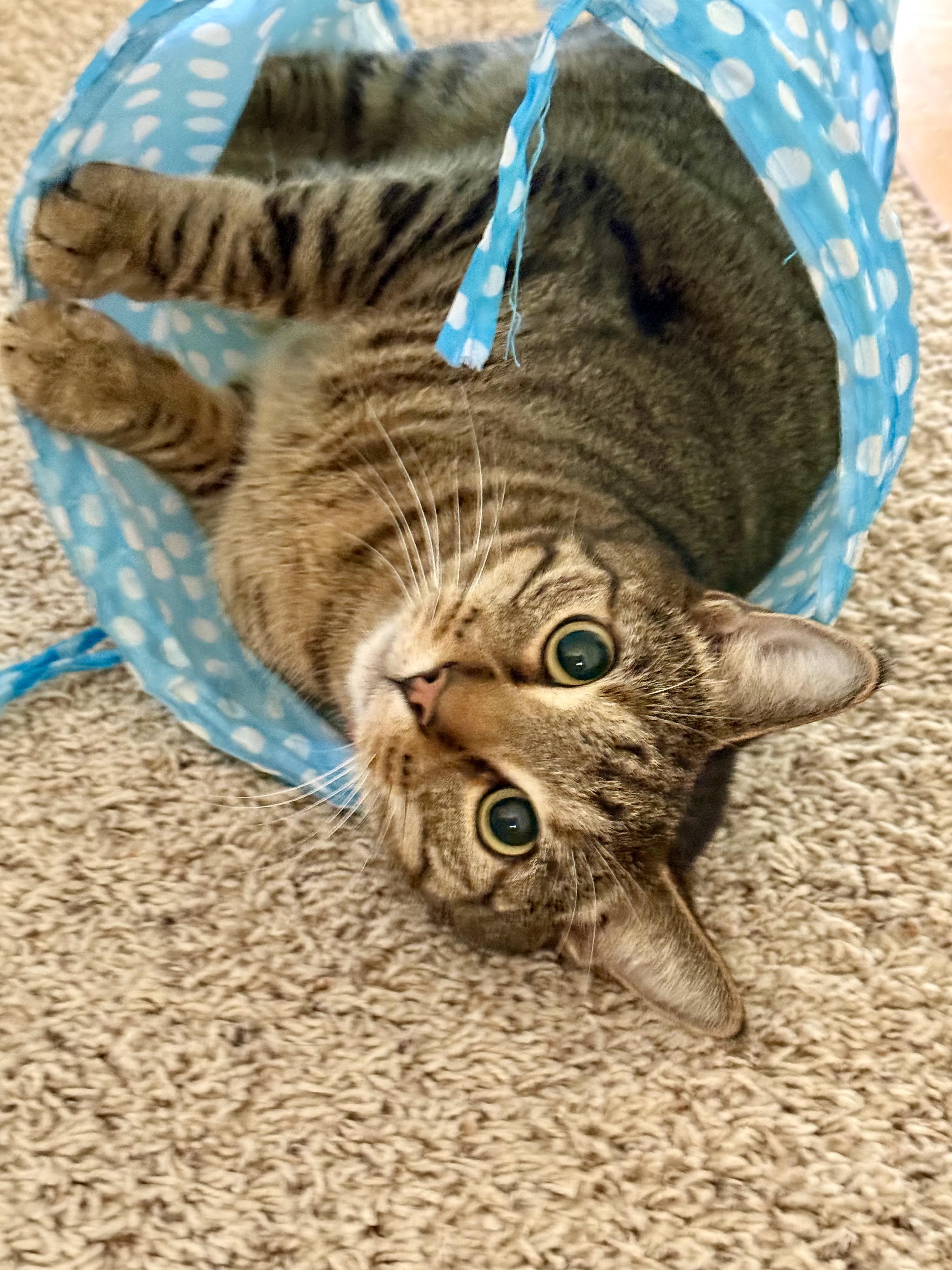 Bandit, a Adoptable Domestic Short Hair in Denver, CO image 2/5