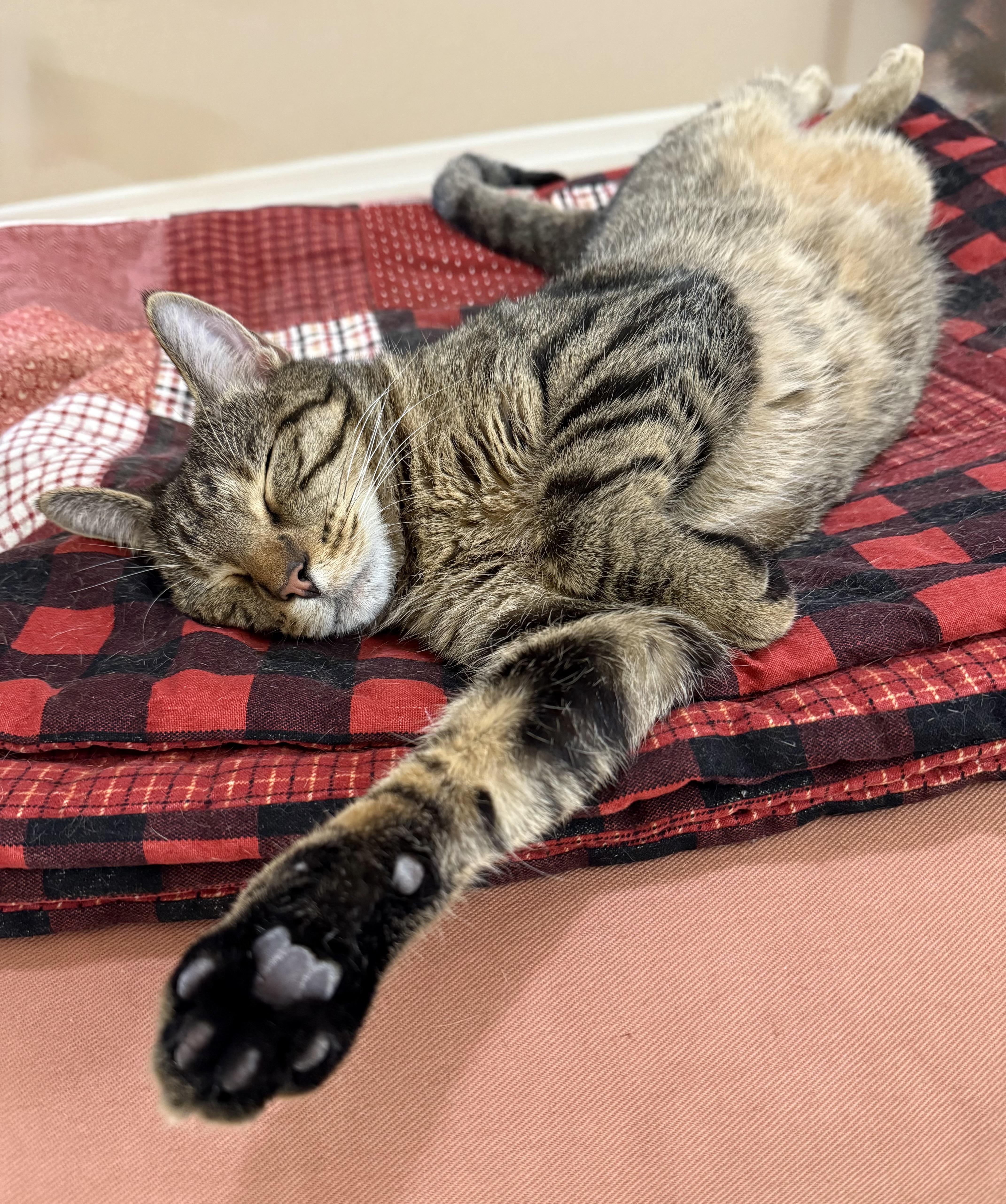 Bandit, a Adoptable Domestic Short Hair in Denver, CO image 3/5