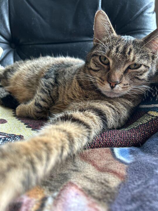 Bandit, a Adoptable Domestic Short Hair in Denver, CO image 4/5