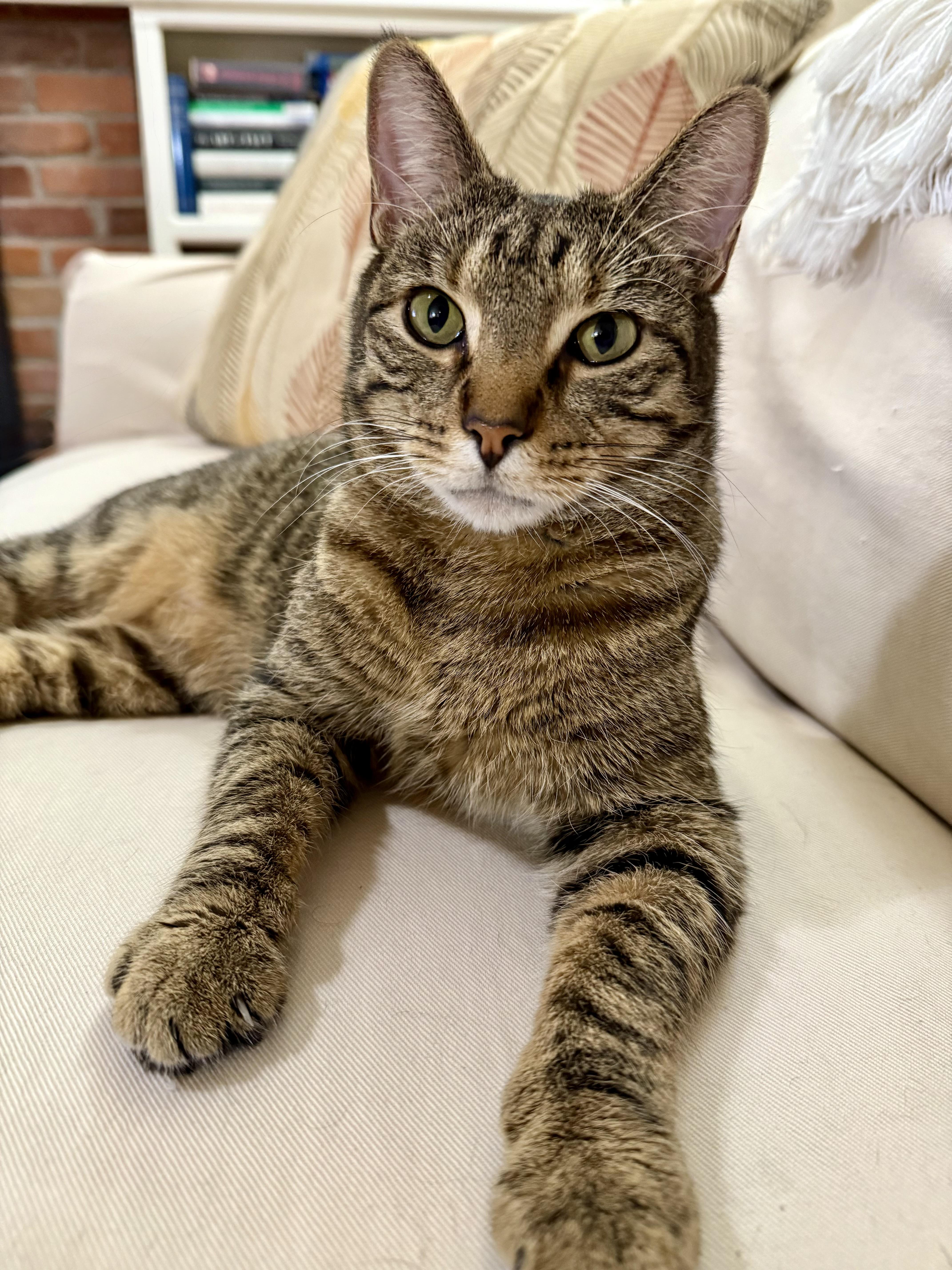 Bandit, a Adoptable Domestic Short Hair in Denver, CO image 5/5