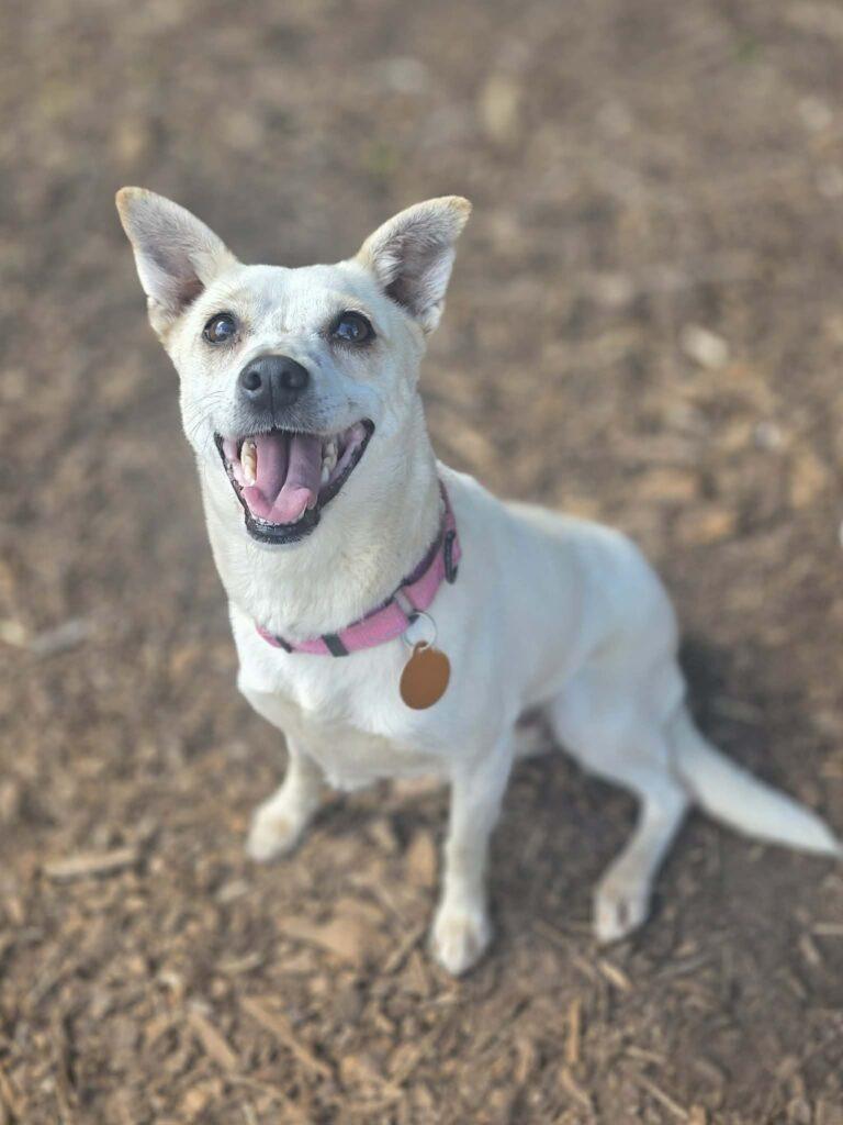Bianca, an adopted mixed breed in Red Hook, NY image 3/4