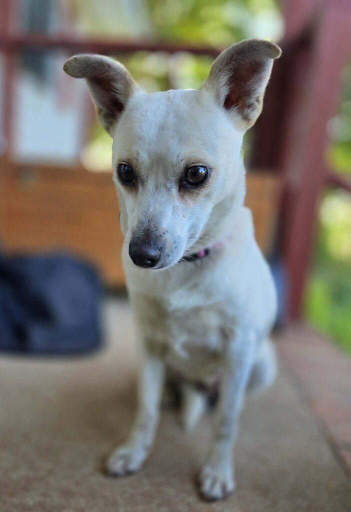 Bianca, an adopted mixed breed in Red Hook, NY image 2/4