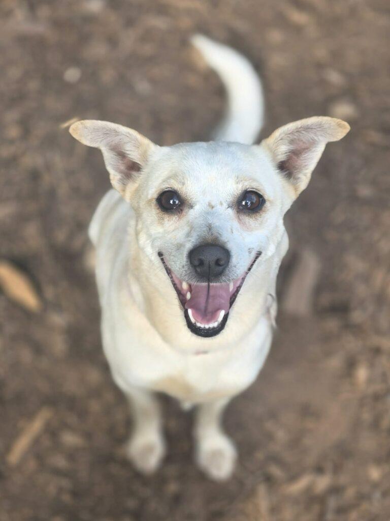 Bianca, an adopted mixed breed in Red Hook, NY image 4/4
