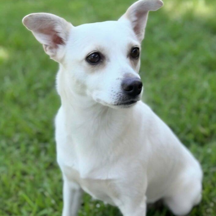 Bianca, adopted, Adult Female Chihuahua.