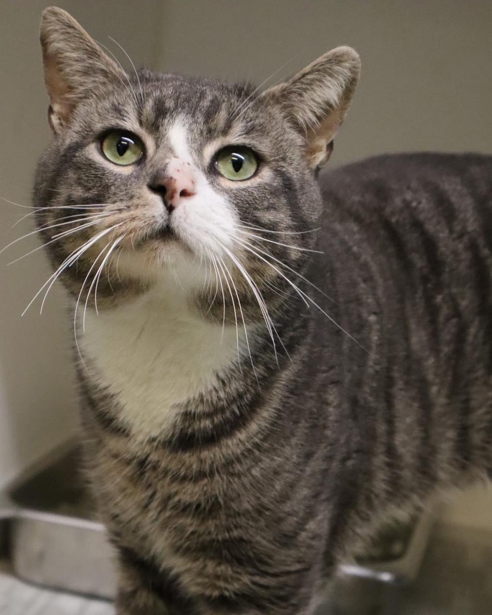 Dillon, ADOPTABLE, Adult Male Domestic Short Hair.