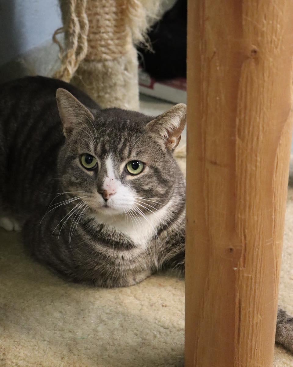 Enlarge Dillon, a ADOPTABLE Domestic Short Hair in Bloomfield, NJ image 2/2