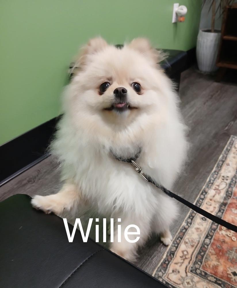 Willie, Adoptable, Puppy Male Pomeranian.