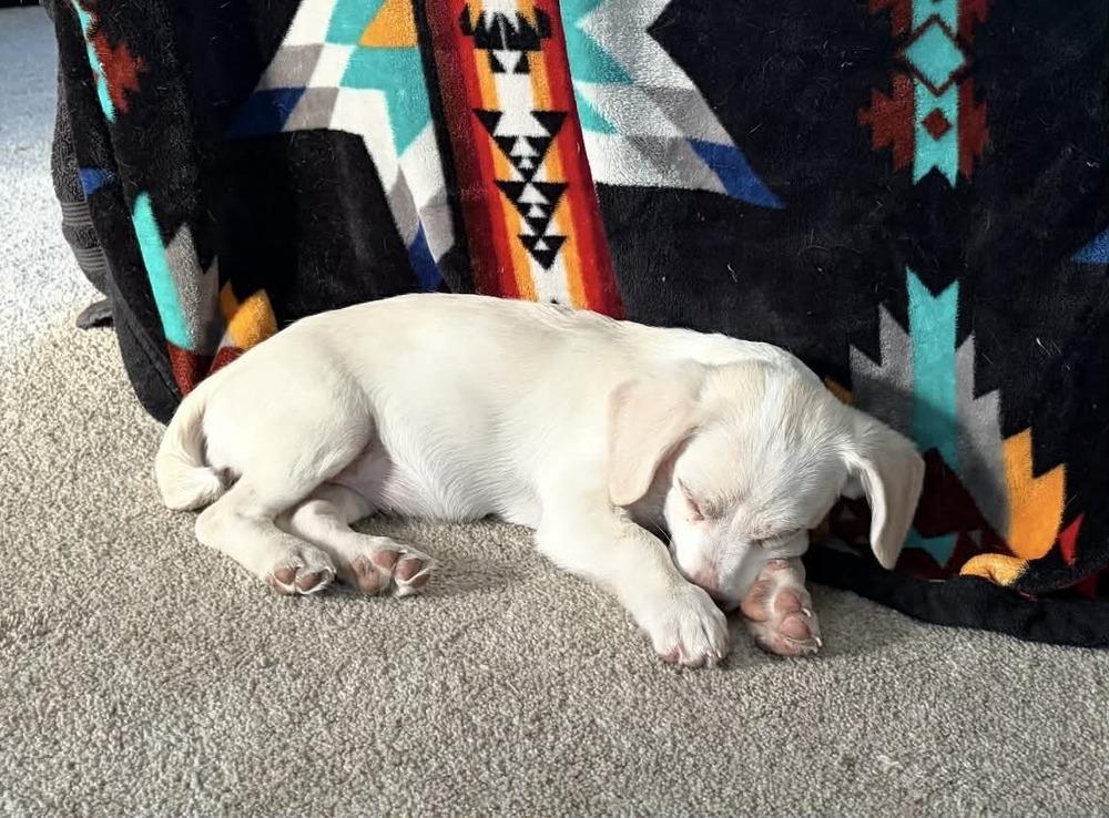 Banksy, Adoptable, Puppy Female Jack Russell Terrier & Dachshund.