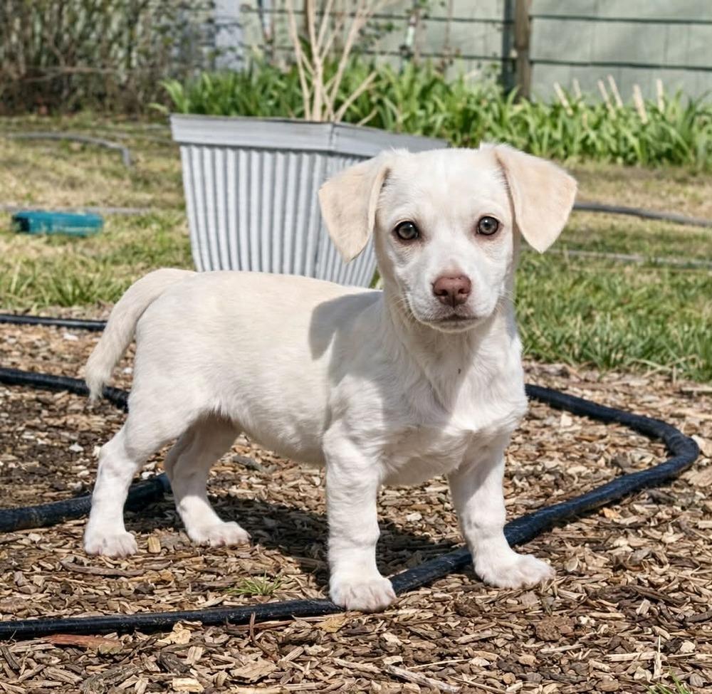 Banksy, a Adoptable mixed breed in Boulder, CO image 2/2