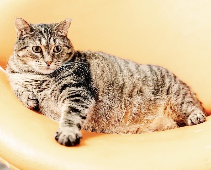 Enlarge Flora, an adoptable Tabby in Philadelphia, PA image 4/5