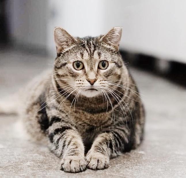 Enlarge Flora, an adoptable Tabby in Philadelphia, PA image 5/5