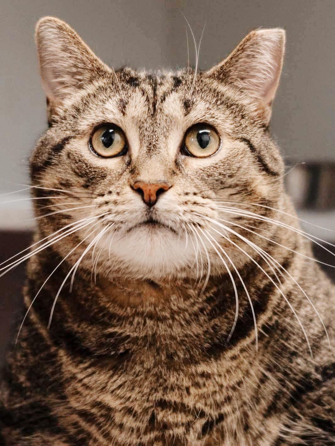 Enlarge Flora, an adoptable Tabby in Philadelphia, PA image 2/5