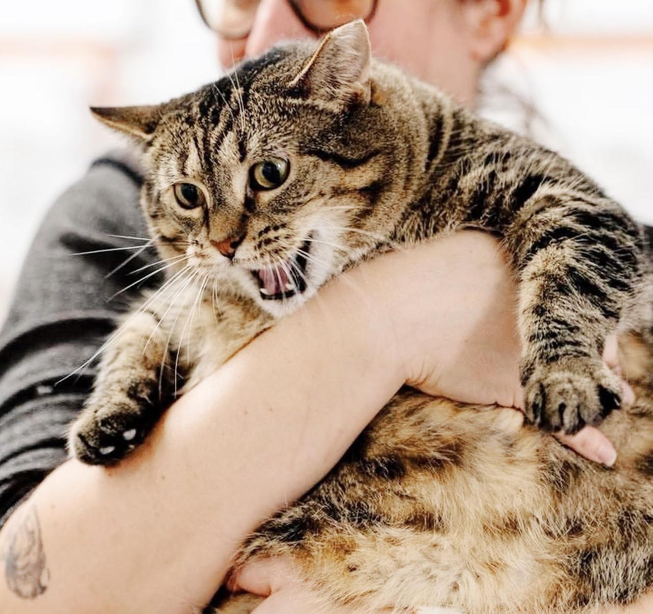 Enlarge Flora, an adoptable Tabby in Philadelphia, PA image 3/5