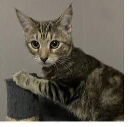 Miss Gretchen, Adoptable, Young Female Domestic Short Hair.