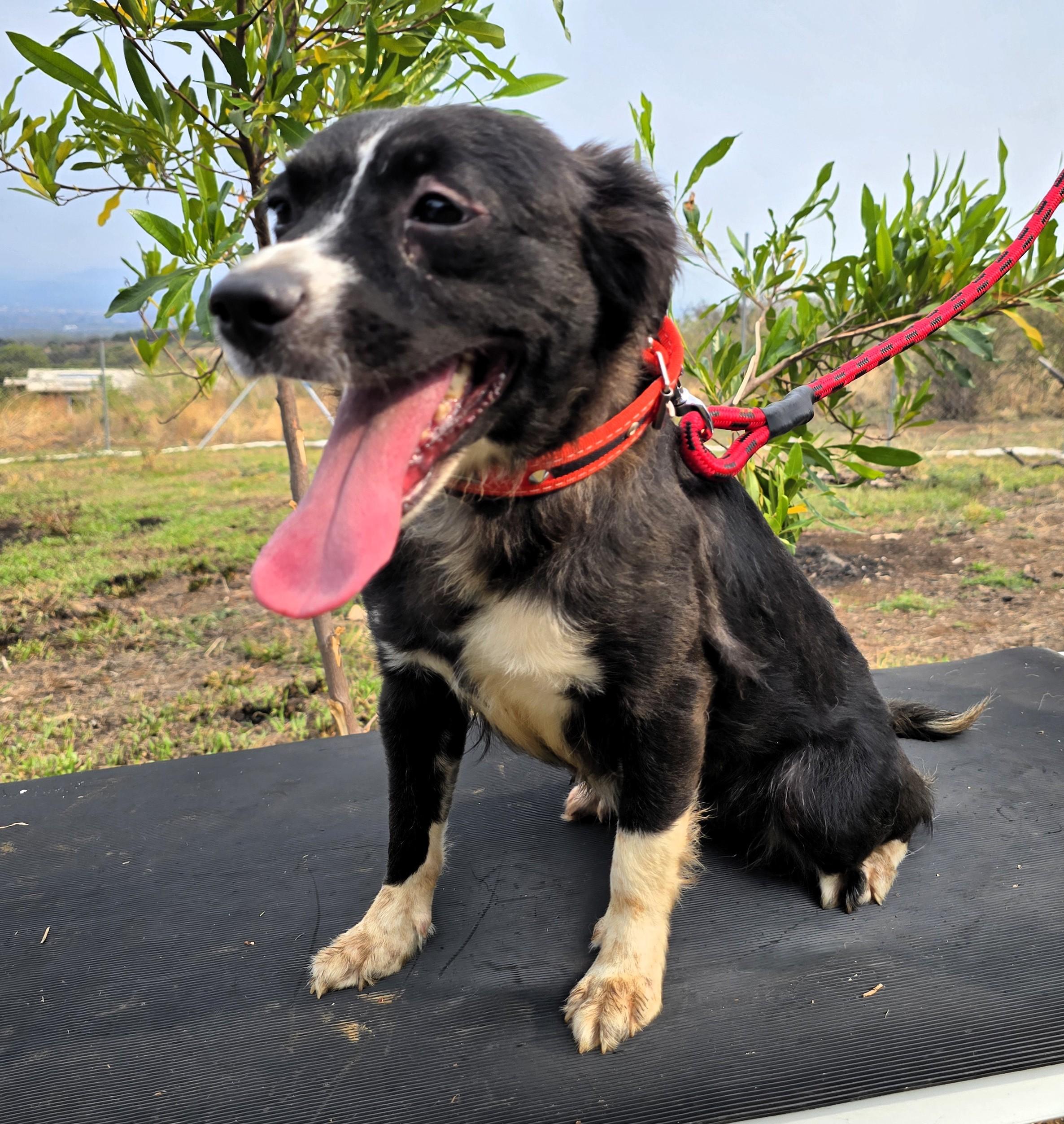 Rania, ADOPTABLE, Young Female Border Collie.