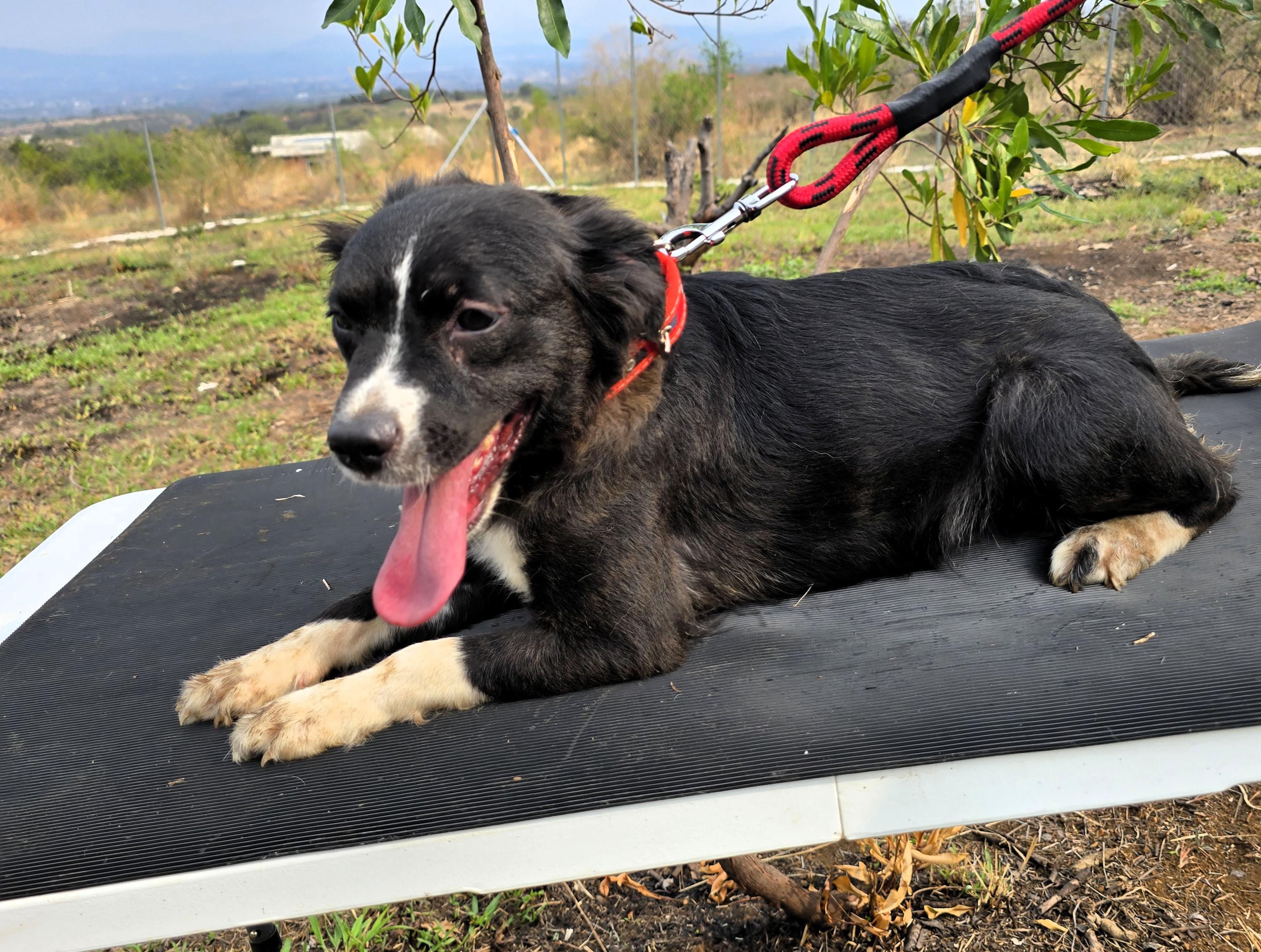 Enlarge Rania, a ADOPTABLE mixed breed in San Francisco, CA image 2/3