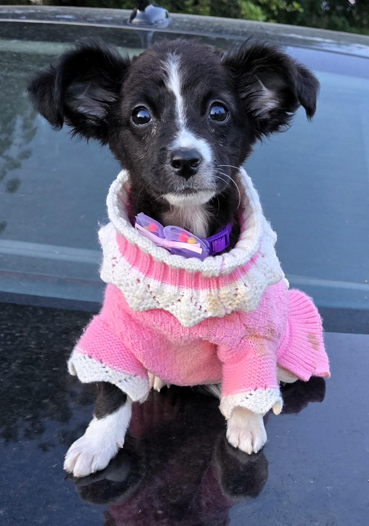 Enlarge Rania, a ADOPTABLE mixed breed in San Francisco, CA image 3/3