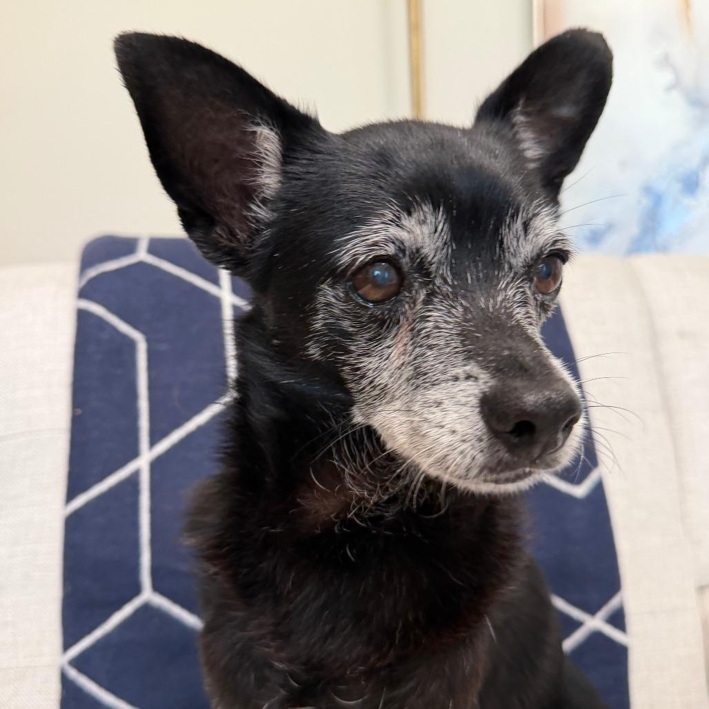 Jack, Adoptable, Senior Male Chihuahua & Mixed Breed.