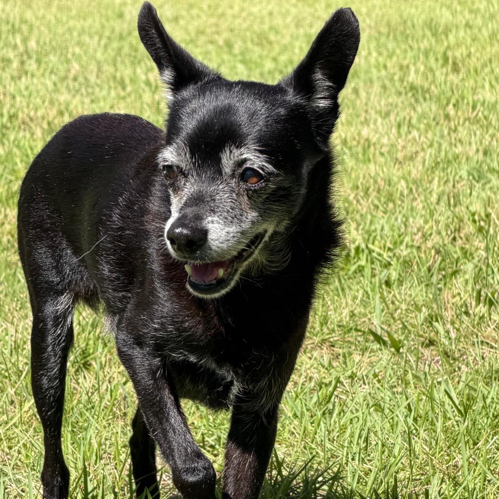 Enlarge Jack, a Adoptable mixed breed in Bradenton, FL image 2/6