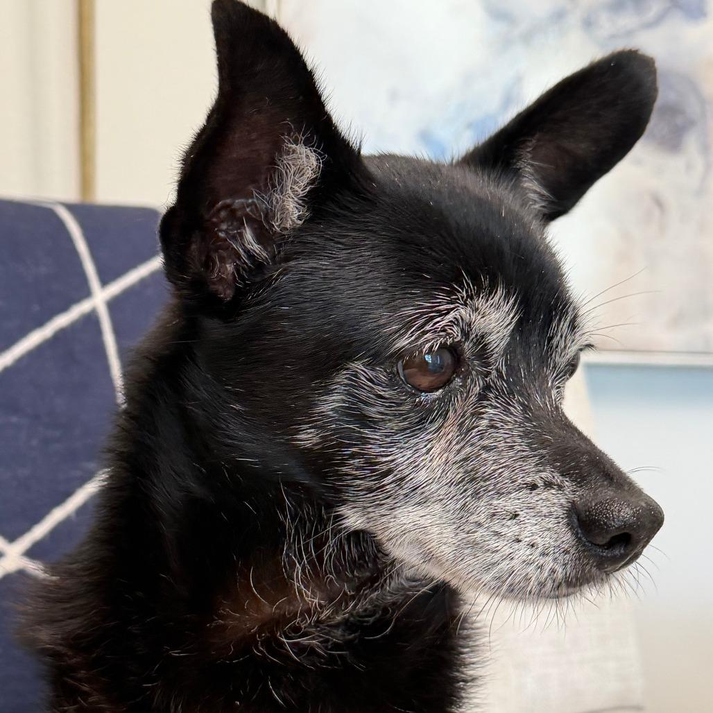 Enlarge Jack, a Adoptable mixed breed in Bradenton, FL image 4/6