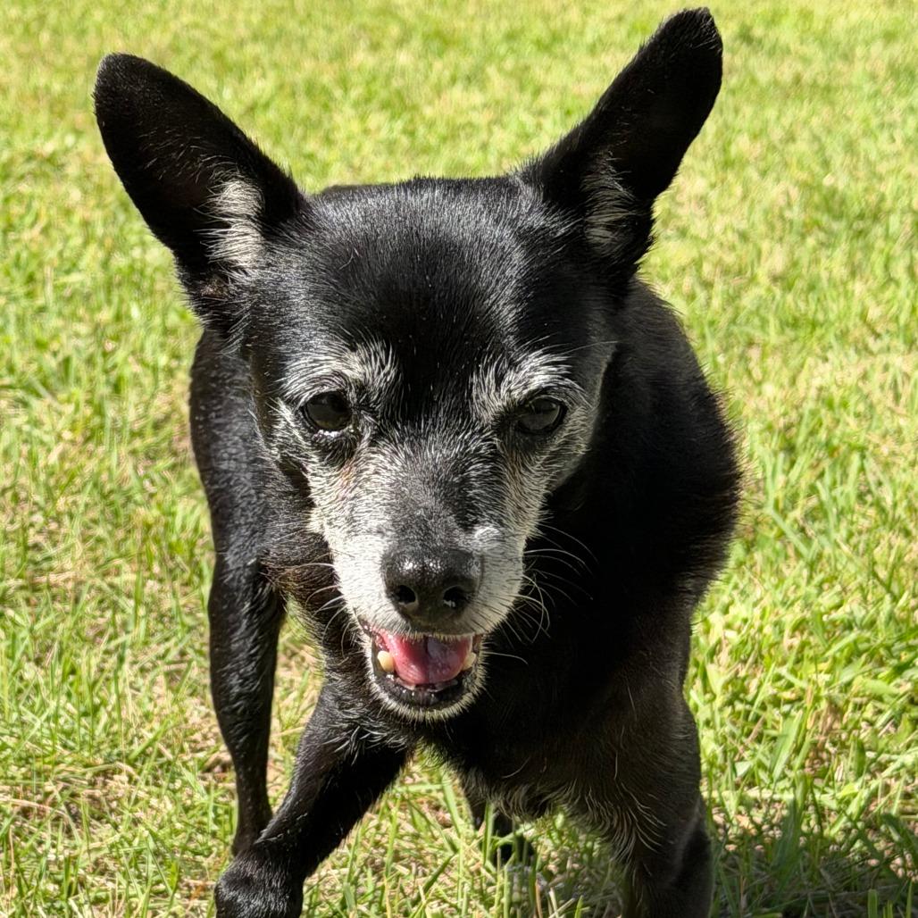 Enlarge Jack, a Adoptable mixed breed in Bradenton, FL image 5/6