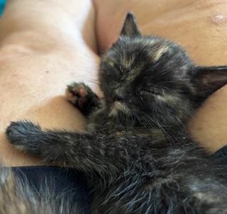 Enlarge Ember, an adopted Domestic Long Hair in Racine, WI image 2/2