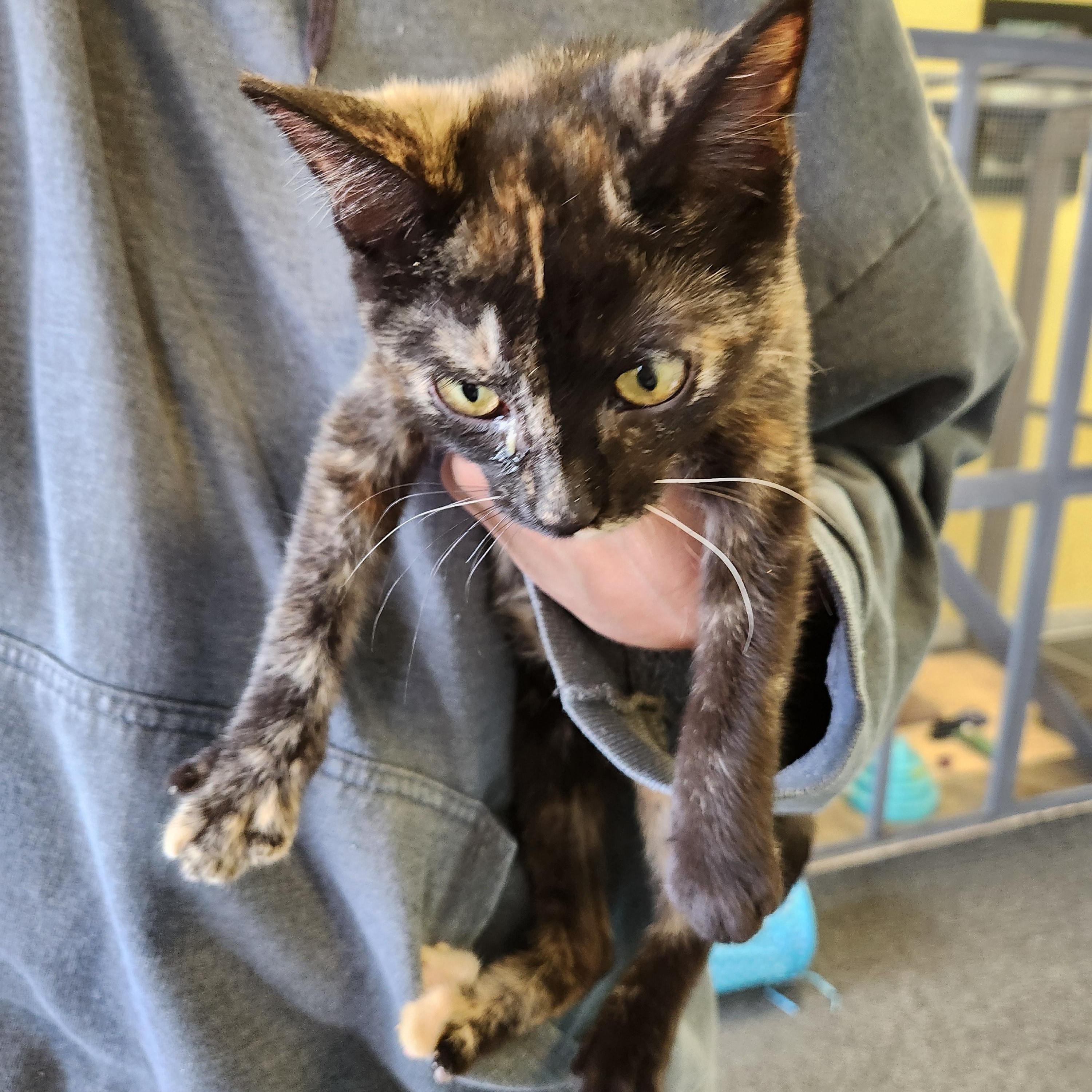 Ember, adopted, Kitten Female Domestic Long Hair.