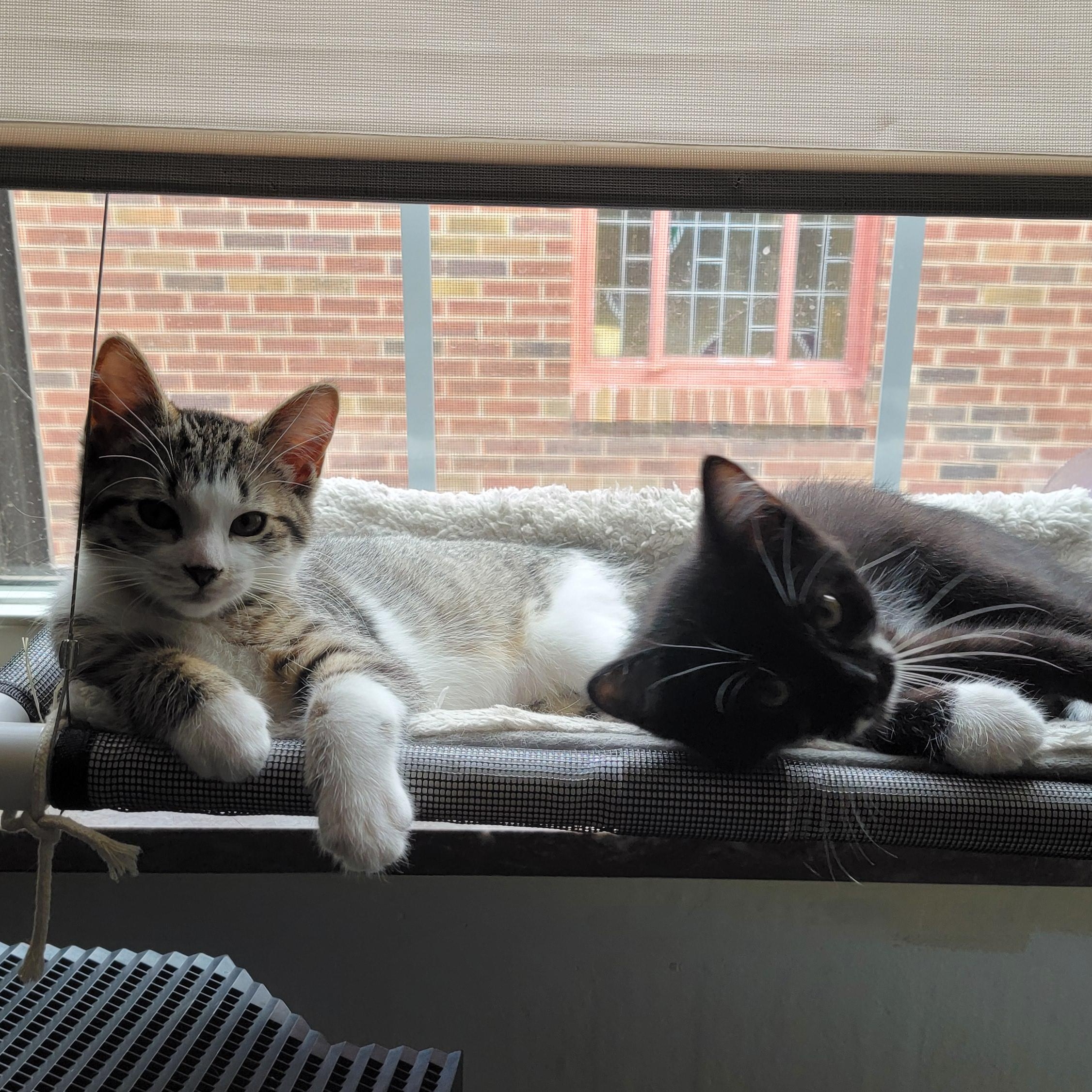 Gus and Murphy (Bonded Brothers), a Adopted Domestic Short Hair in Warren, MI image 1/5