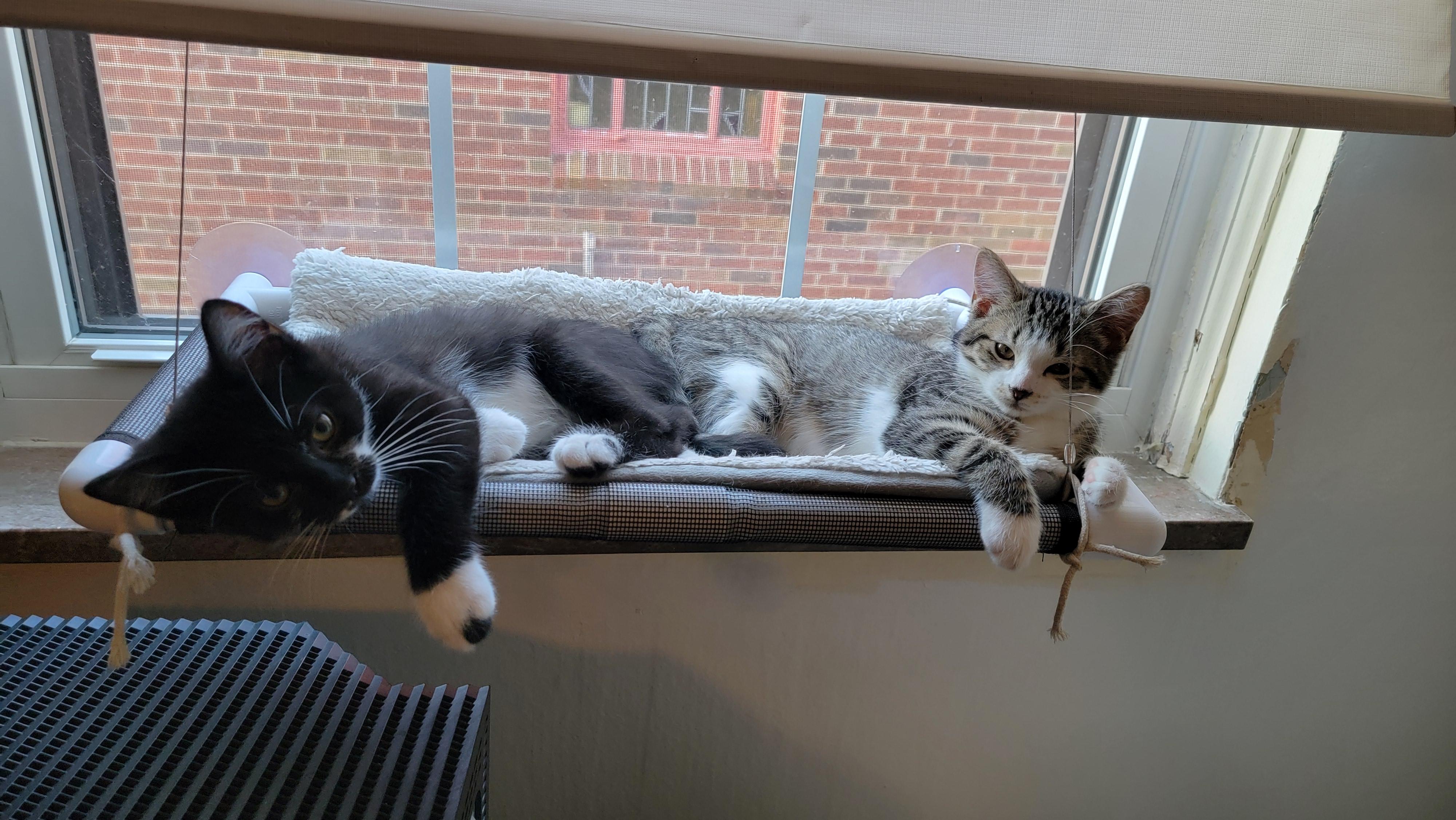 Gus and Murphy (Bonded Brothers), a Adopted Domestic Short Hair in Warren, MI image 2/5