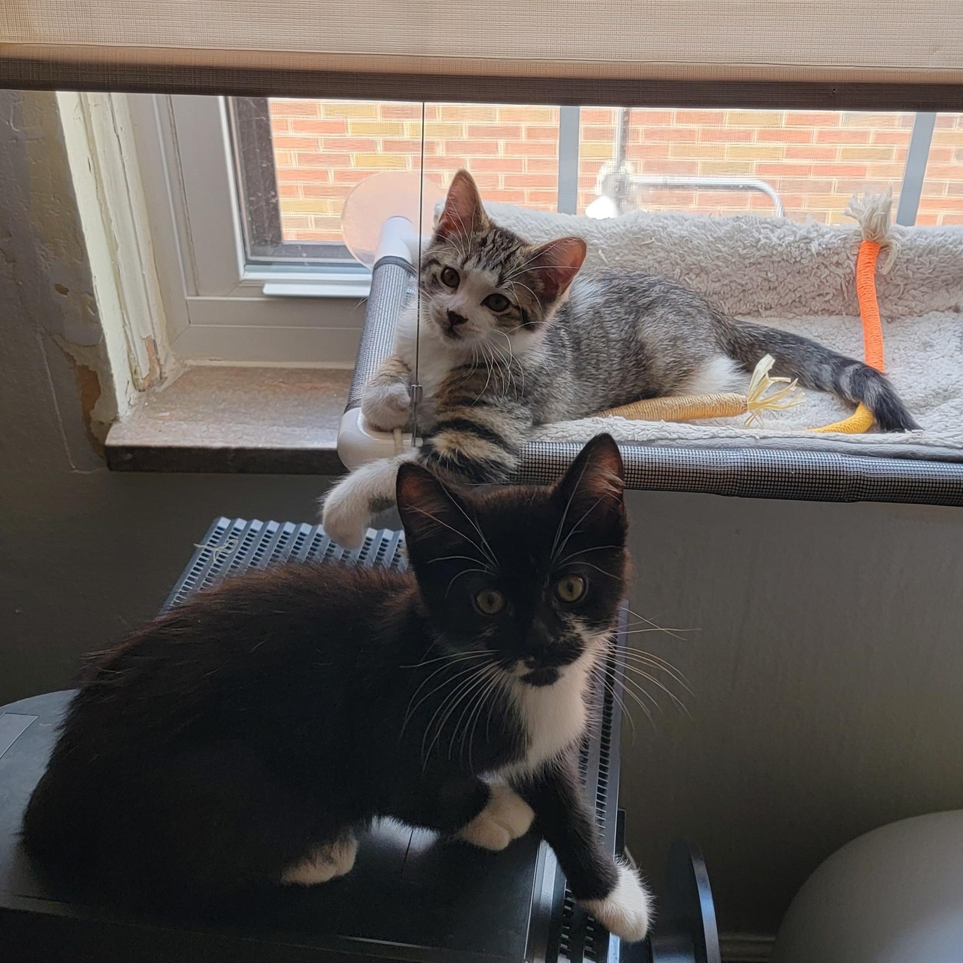 Gus and Murphy (Bonded Brothers), a Adopted Domestic Short Hair in Warren, MI image 3/5