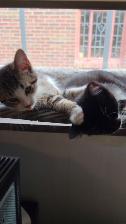 Enlarge Gus and Murphy (Bonded Brothers), a Adopted Domestic Short Hair in Warren, MI video 4/5