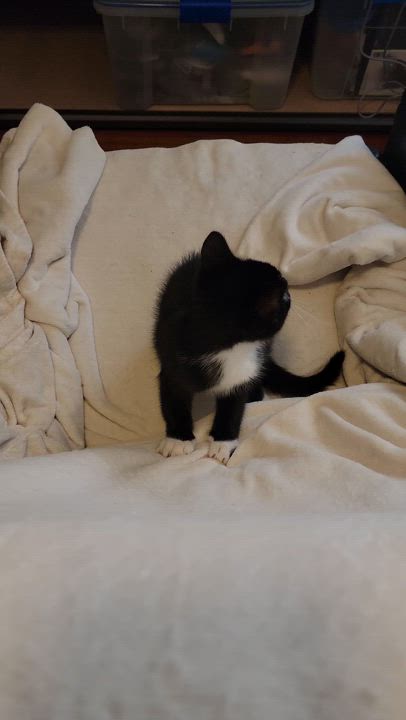 Enlarge Gus and Murphy (Bonded Brothers), a Adopted Domestic Short Hair in Warren, MI video 5/5