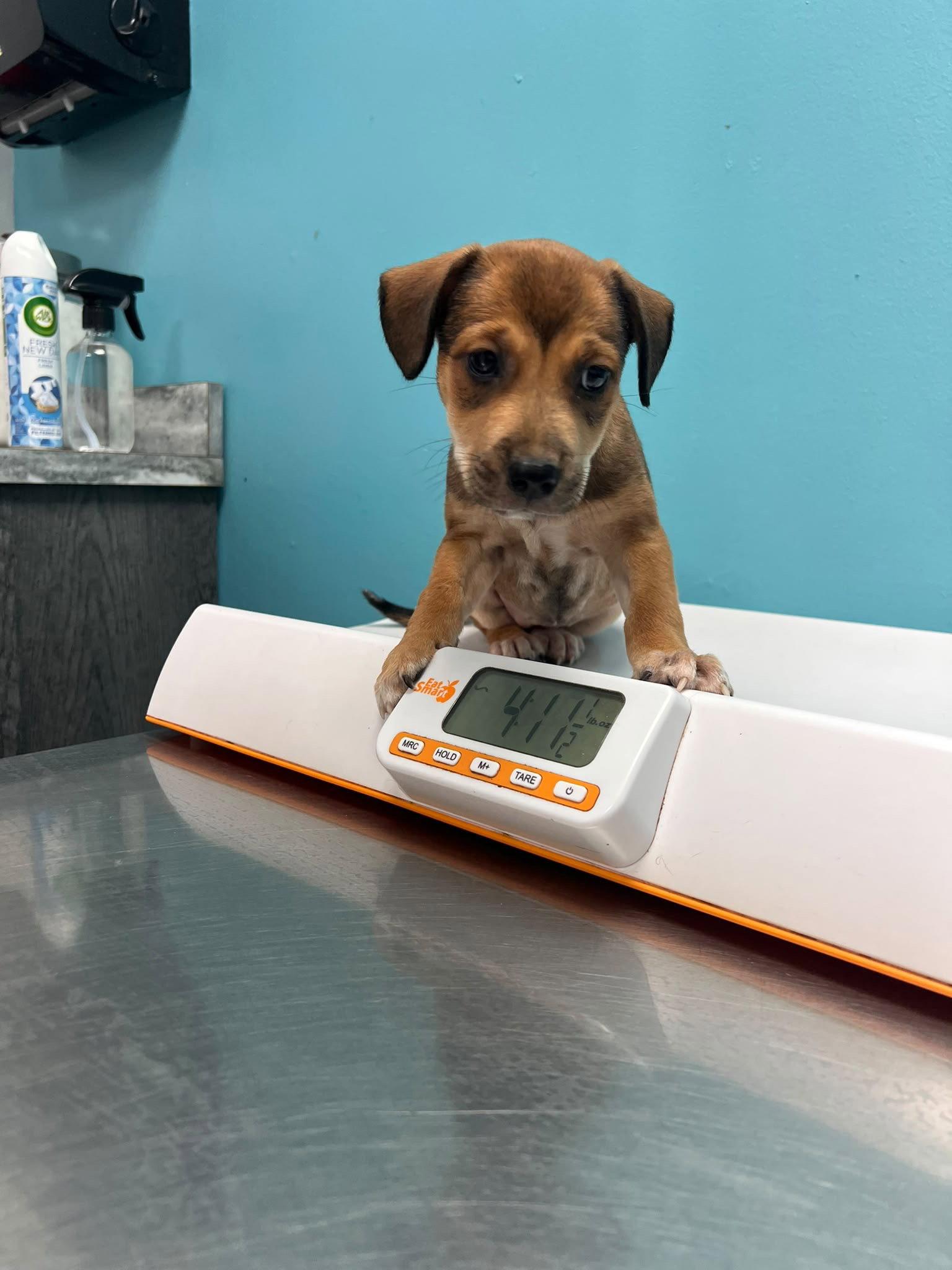 Enlarge Sofia, a Adoptable mixed breed in Jenkintown, PA image 1/2