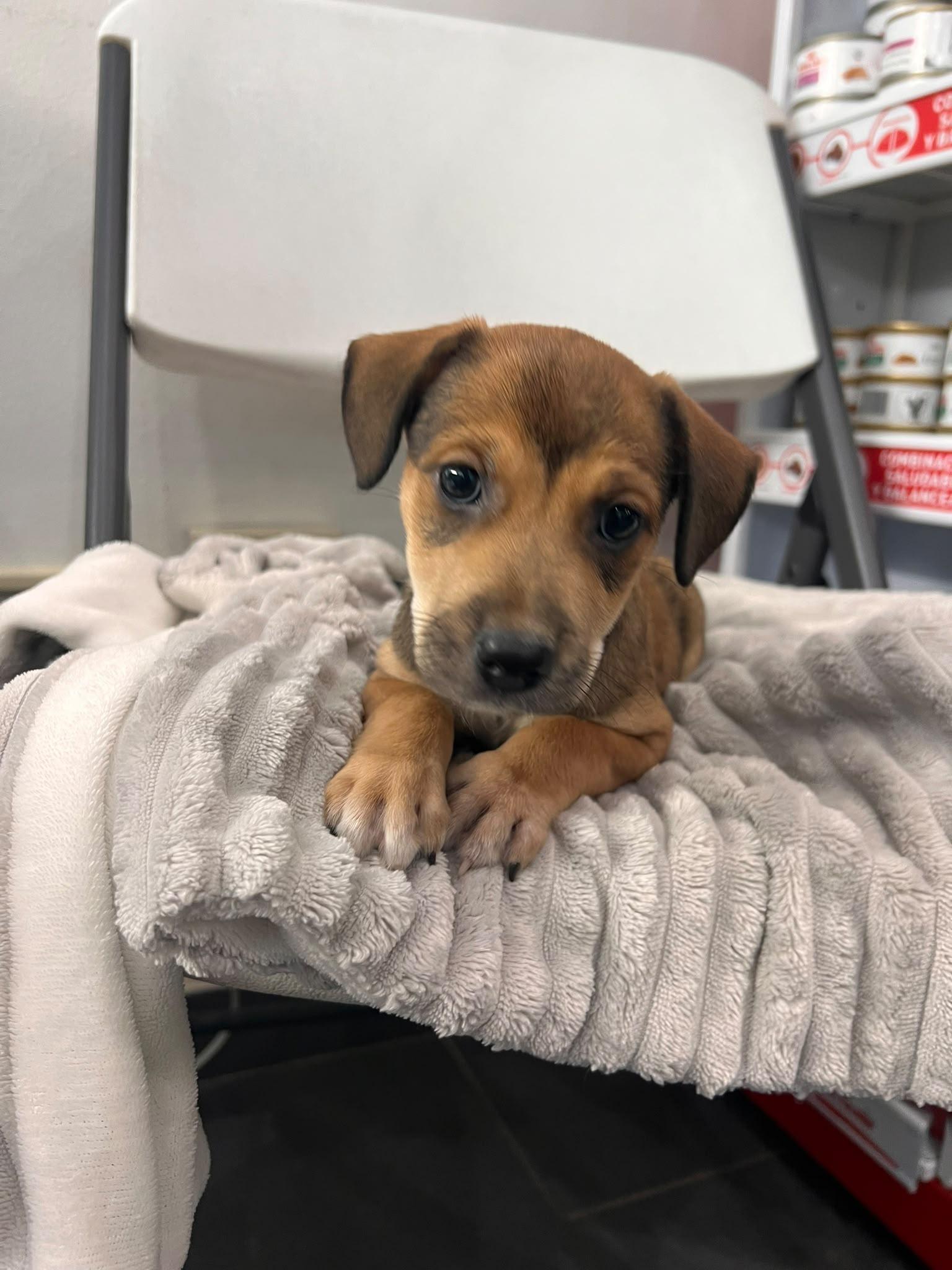 Enlarge Sofia, a Adoptable mixed breed in Jenkintown, PA image 2/2