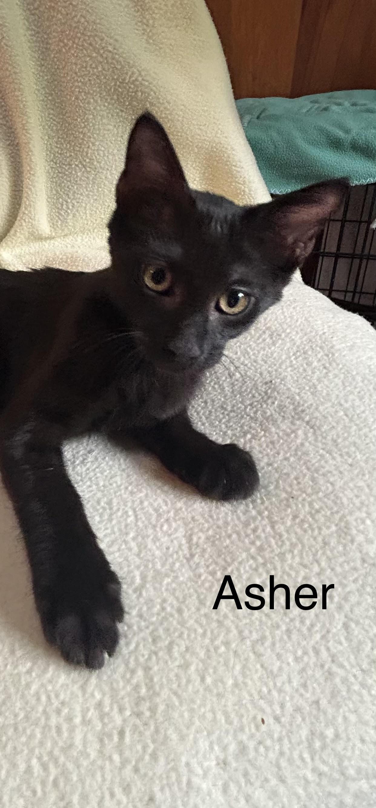 Asher, adopted, Kitten Male Domestic Short Hair.