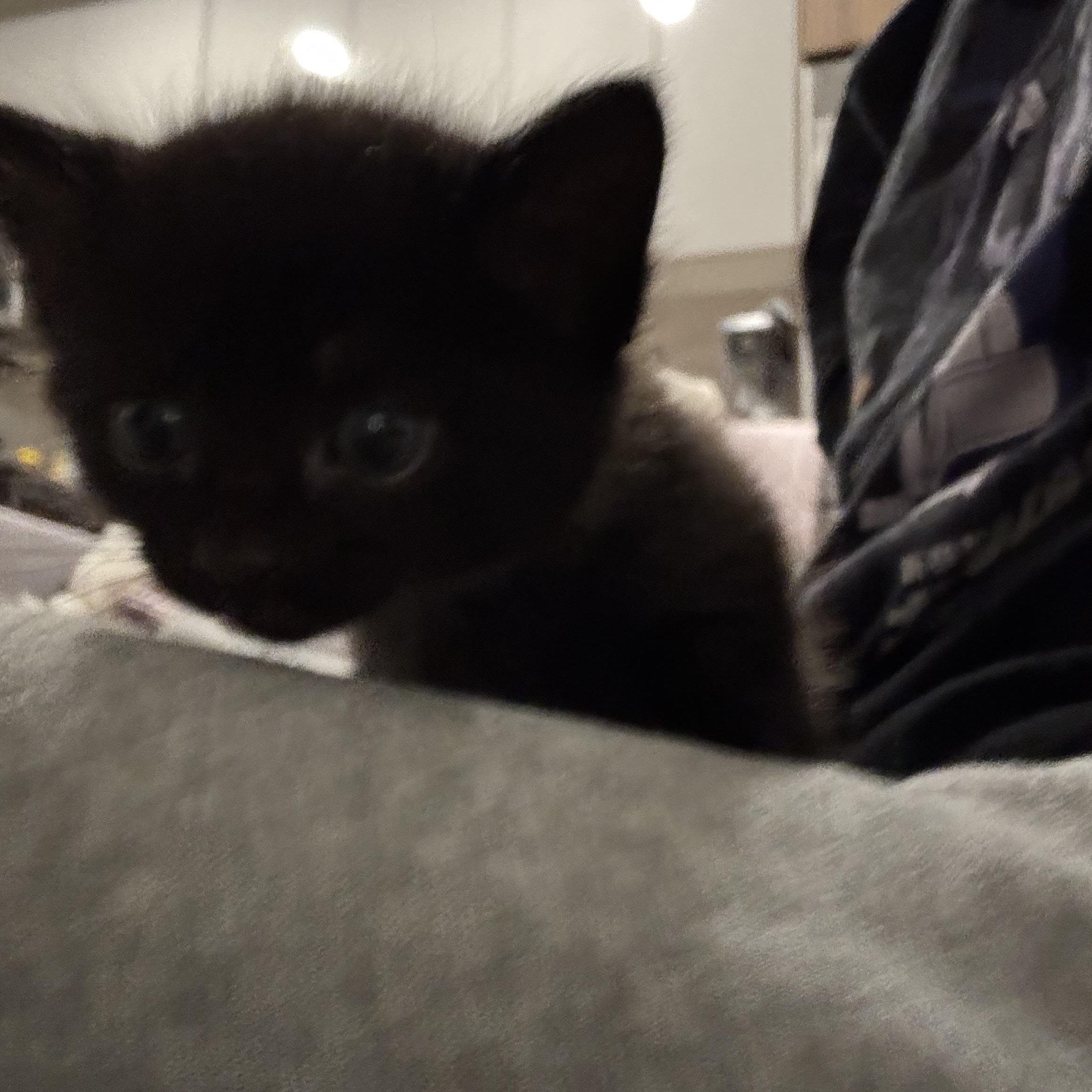 Enlarge Milk, a ADOPTABLE Domestic Short Hair in Palatine, IL image 3/4