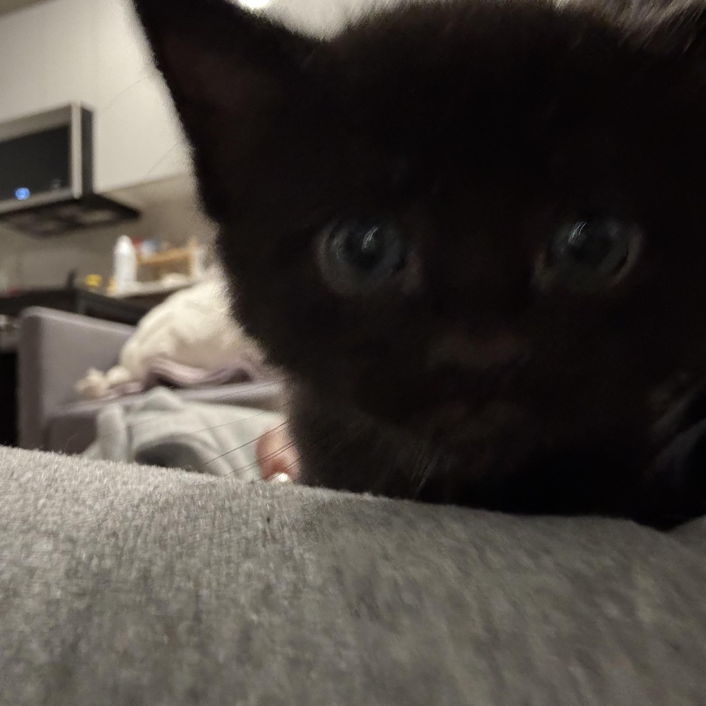 Enlarge Milk, a ADOPTABLE Domestic Short Hair in Palatine, IL image 4/4