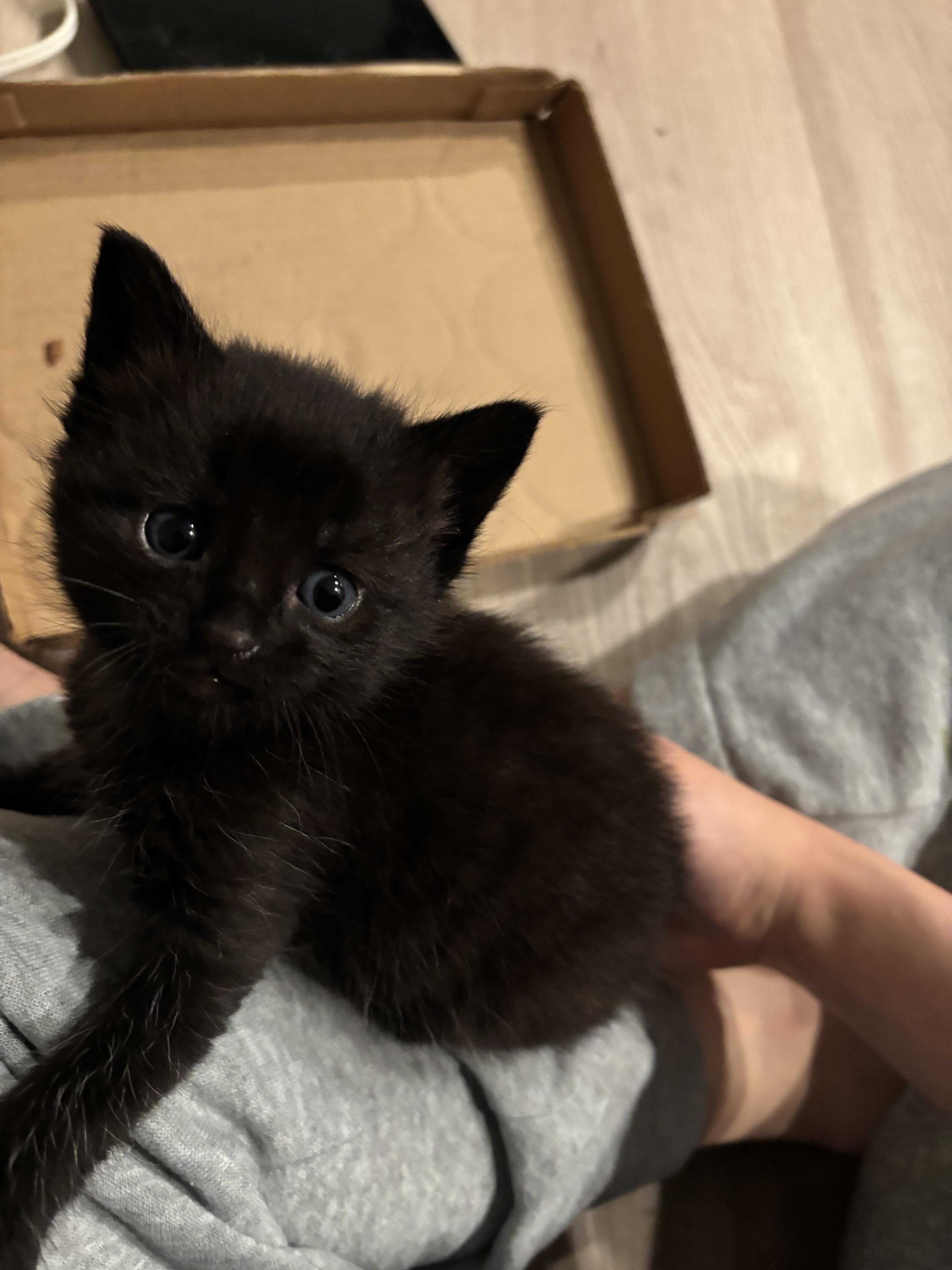 Milk, ADOPTABLE, Kitten Male Domestic Short Hair.