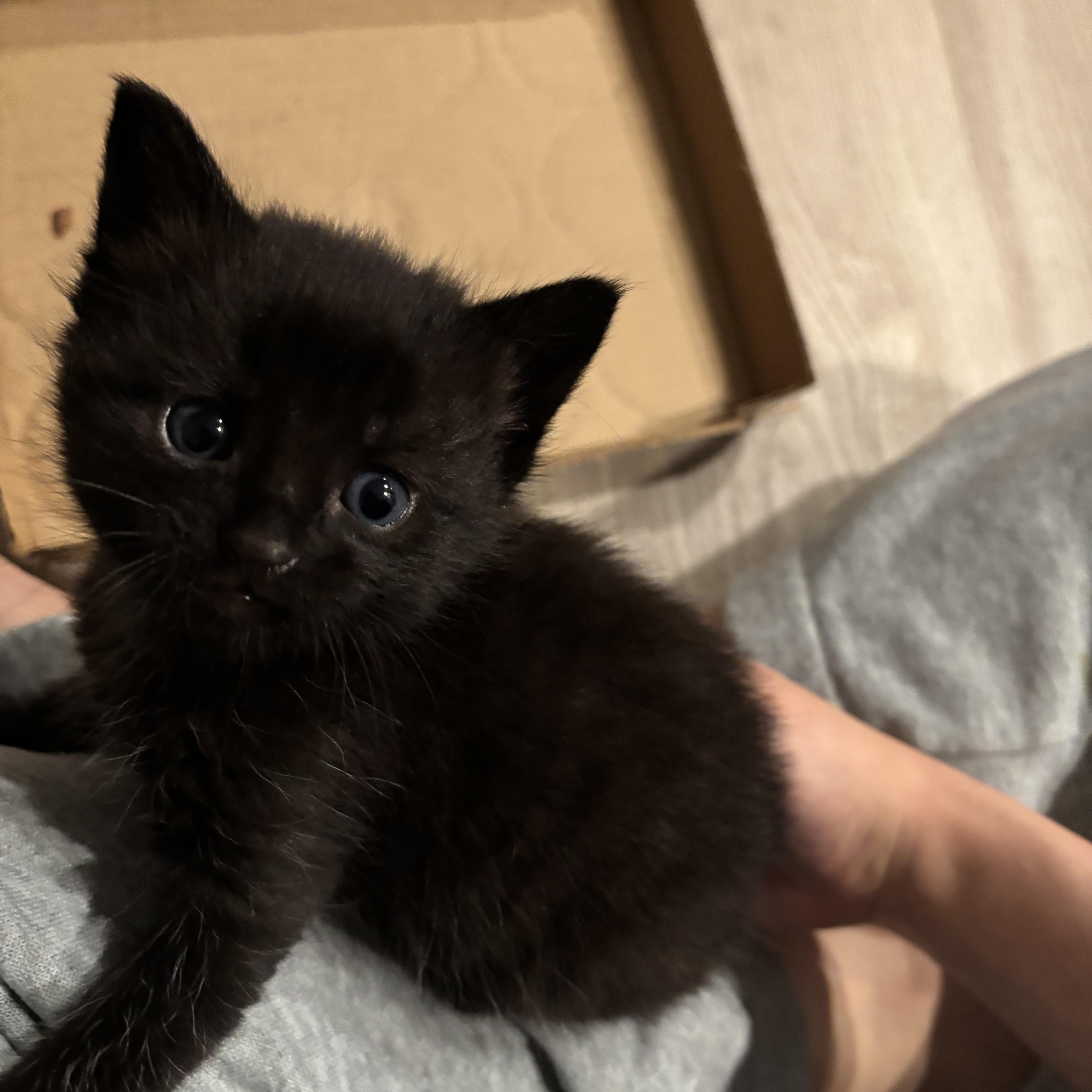 Enlarge Milk, a ADOPTABLE Domestic Short Hair in Palatine, IL image 1/4