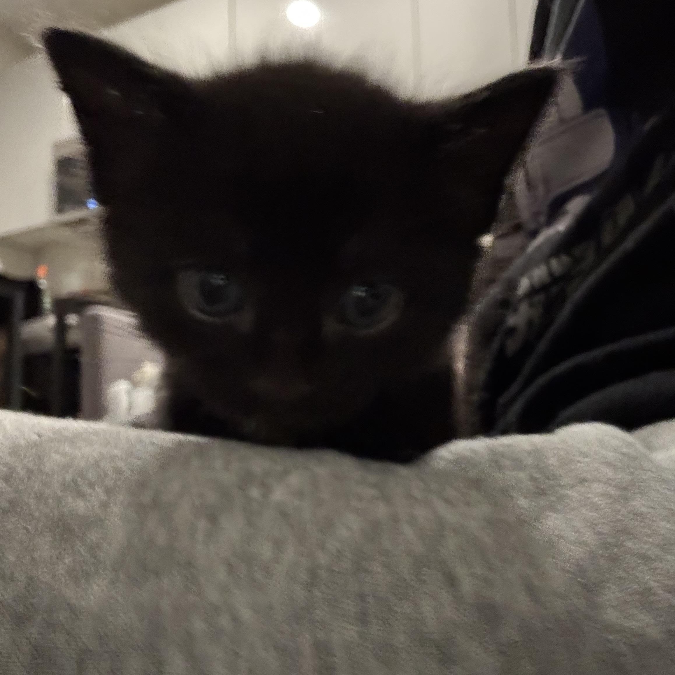 Enlarge Milk, a ADOPTABLE Domestic Short Hair in Palatine, IL image 2/4