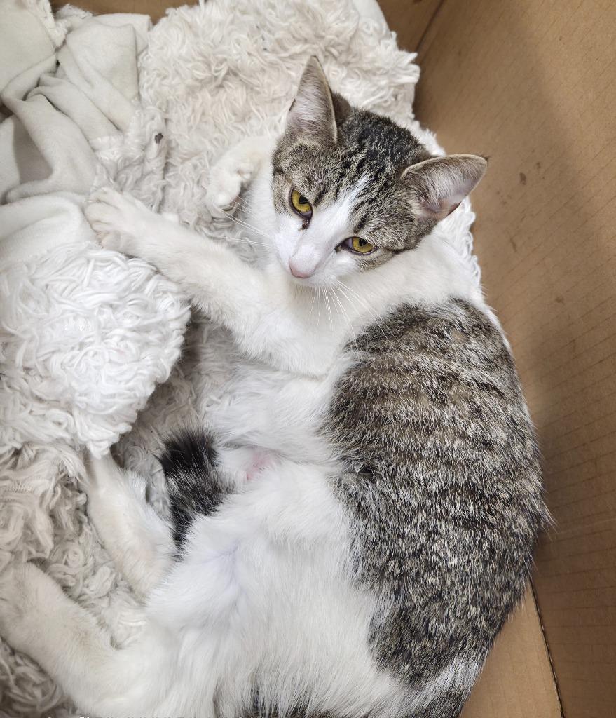 Mina, Adoptable, Young Female Domestic Short Hair.